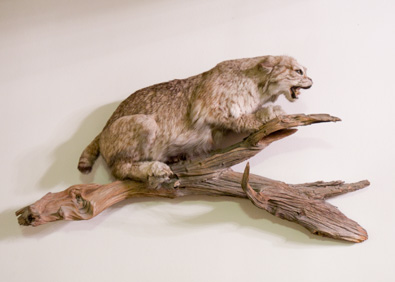 cassettemammoth