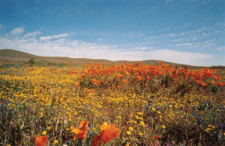 poppy fields