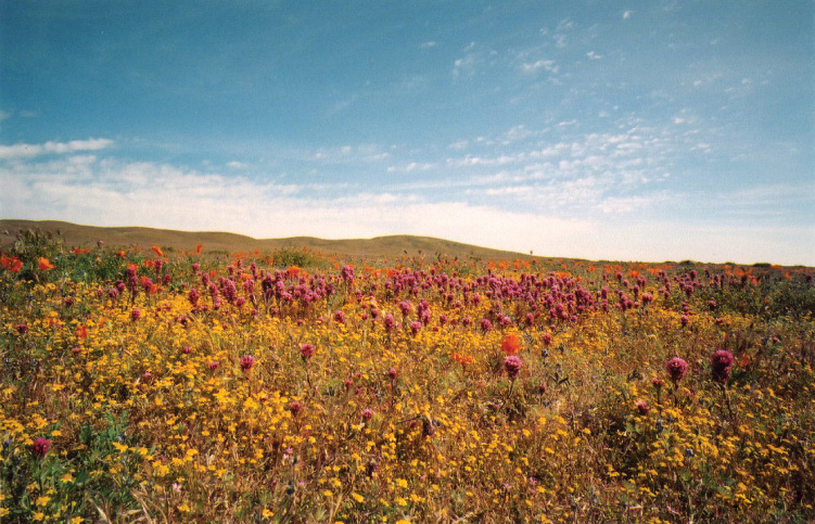 poppy fields