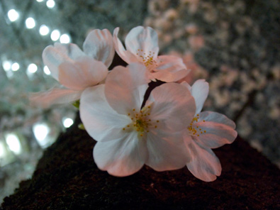 Cherry Blossoms