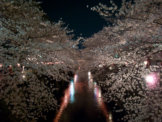 Cherry Blossoms