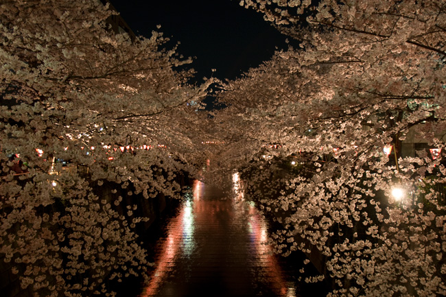 Cherry Blossoms