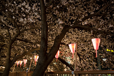 Cherry Blossoms