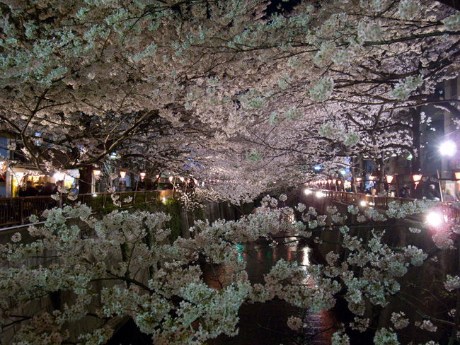 Cherry Blossoms