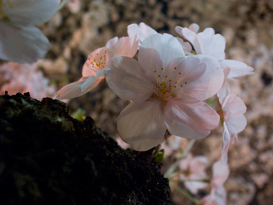 Cherry Blossoms