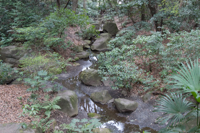 Madsaki and Meiji Shrine