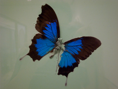 Damien Hirst